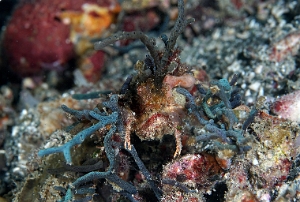 North Sulawesi-2018-DSC04920_rc- Corallimorth decorator crab - Crabe decorateur - Cyclocoeloma tuberculata
